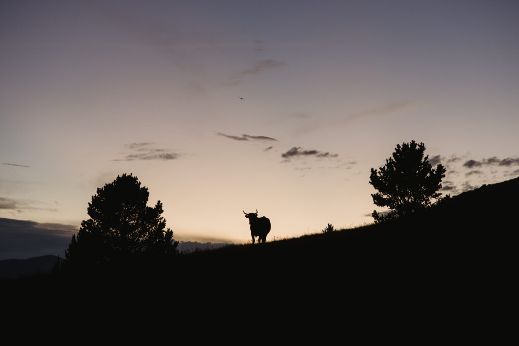 A cow stands on the horizon at sunset.