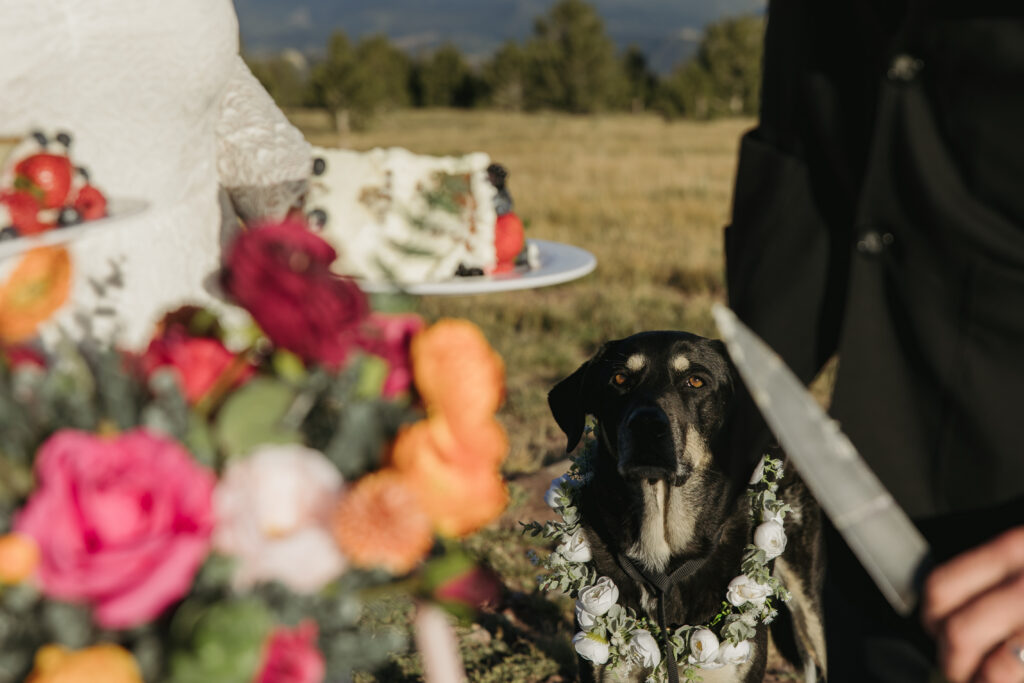A dog looks at a slice of wedding cake with flowers in the foreground.