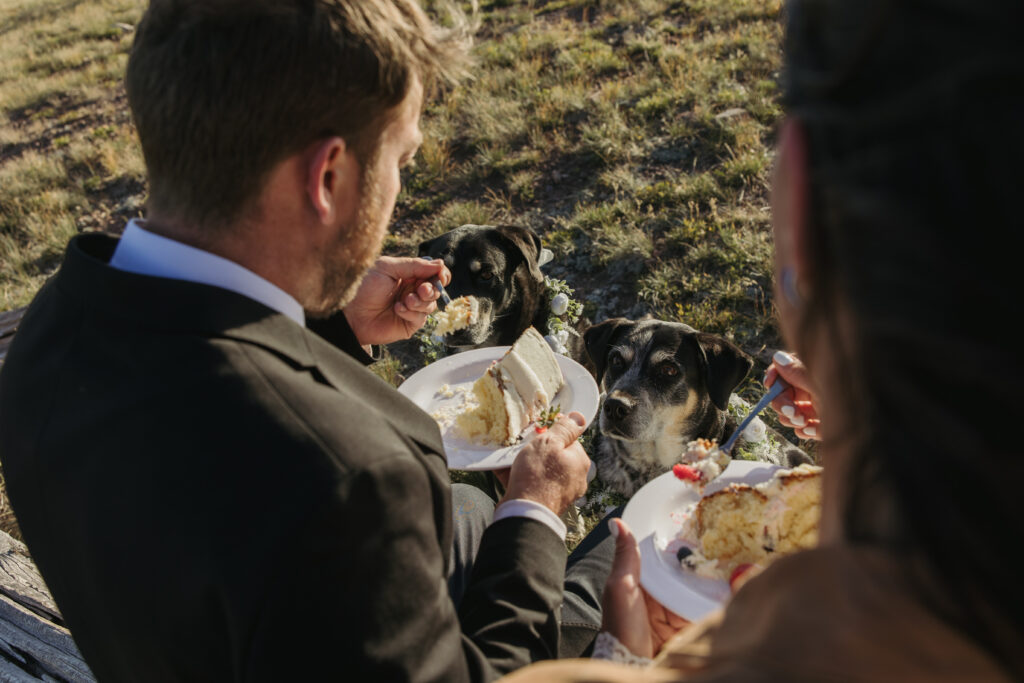 Two dogs beg for a piece of wedding cake at a mountain overlook sitting between their two humans.